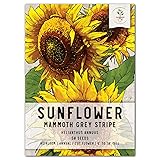 Seed Needs, Mammoth Grey Stripe Sunflower Seeds