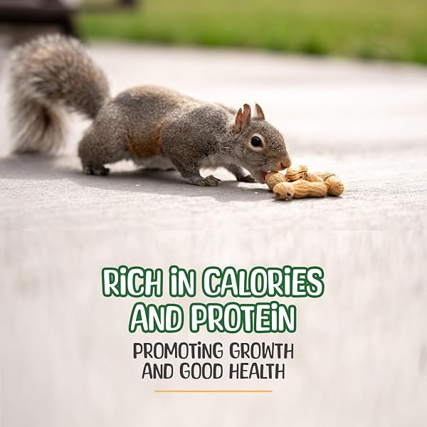 SNEAKY MANGO – RAW PEANUTS IN SHELL – 10 POUNDS – ALL-NATURAL FOOD FOR SQUIRRELS, DEER, BIRDS, AND OTHER WILDLIFE ANIMALS – GROWN IN THE USA FOR HEALTHY NUTRITION