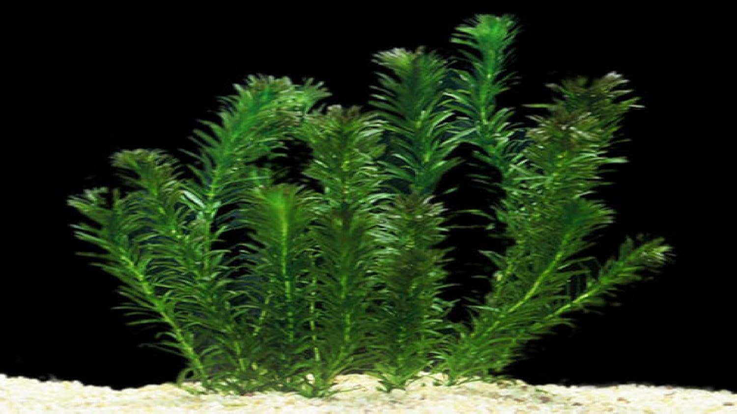 Oxygenating Pond Water Plants// weed 1500 Bunches Elodea