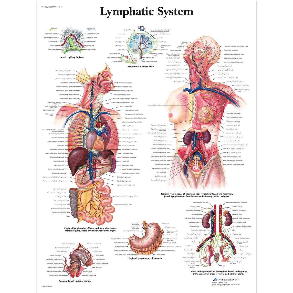 3B Scientific Human Anatomy - Lymphatic System Chart, Paper Version