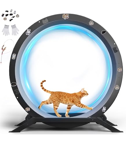 Amazon.com: GTRACING Cat Wheels, 40