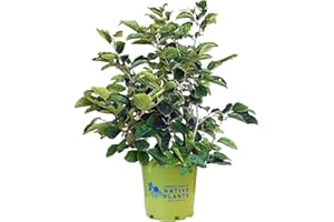 GREEN PROMISE FARMS American Beauties Native Plants - Hamamelis virginiana (Common Witchhazel) Shrub, , #3 - Size Container