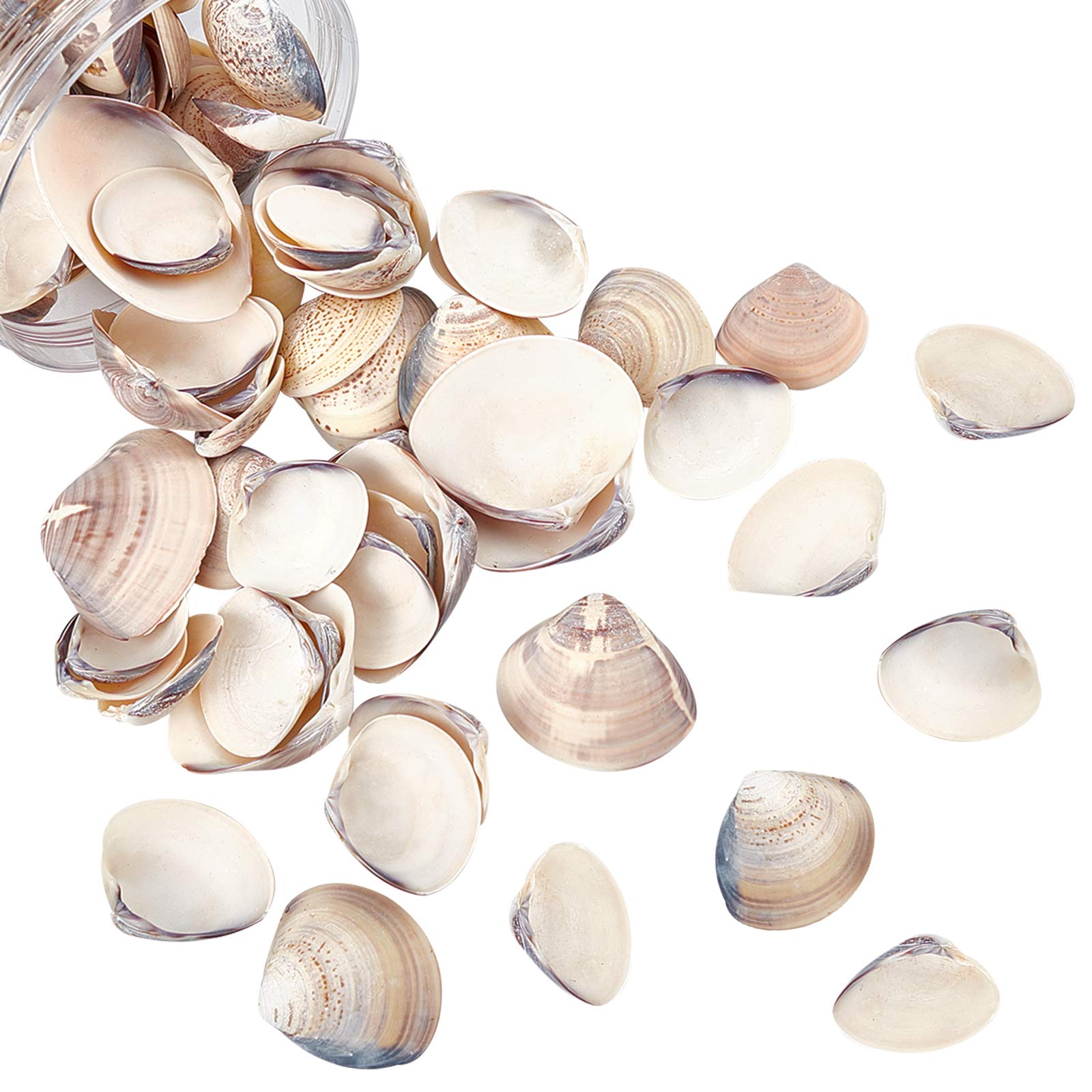 NBEADS About 300g Natural Clam Shell Beads Undrilled Seashell Beads Beach Seashell Charms for DIY Summer Ocean Craft Jewelry Making Wedding Party Home Decor, Medium Purple