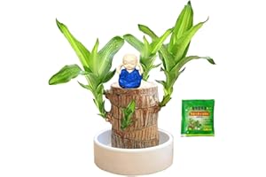 Brazilian Wood Plant, Mini Brazil Lucky Wood, Lucky Tree, Swelling The Stage of About to Sprout, Brazilian Tree Perfect for H