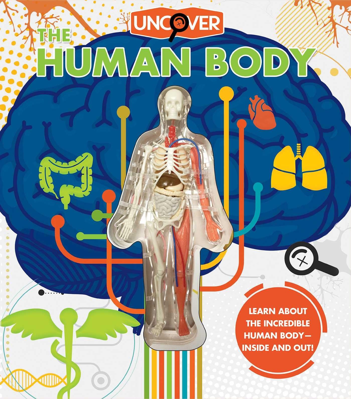 Photo 1 of Uncover the Human Body