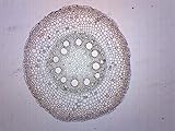 EISCO Monocot & Dicot Root, Cross Section