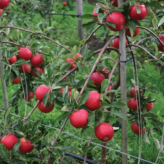 Thompson & Hardy Apple Fruit Tree ‘Red Falstaff’ Dwarf Variety