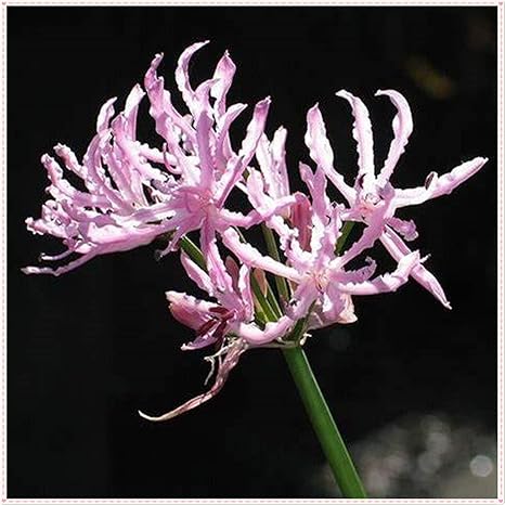 Amazon リコリス球根 エキゾチック耐性のある心地よい根の強い球根根茎の魔法の植物 2 球根 花