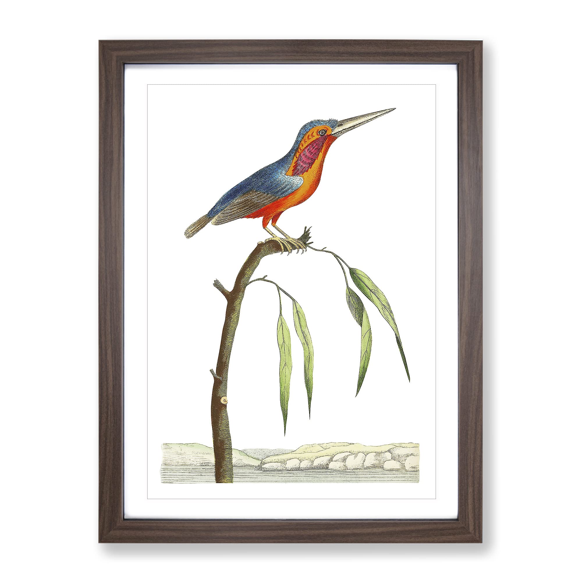 Minute Kingfisher By George Shaw Vintage Framed Wall Art Print, Ready to Hang Picture for Living Room Bedroom Home Office Décor, Walnut A3 (34 x 46 cm)