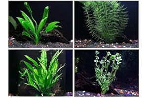 AQUALEAF AQUATICS 4 Species Live Aquarium Plants Package - Java Fern, Amazon, Hornwort and Moneywort - (10-50 Gallon Aquariums)
