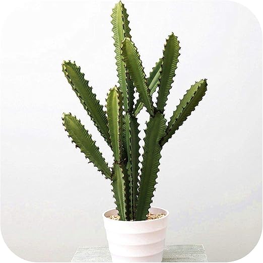 Amazon Com Simulation Cactus Tropical Plant Fake Flower Succulent
