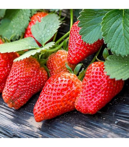1000pcs Blue Climbing Strawberry seeds, sweet delicious