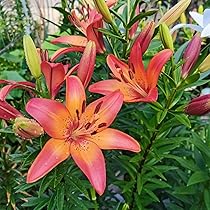 Garden State Bulb Multi-Color Mixed Oriental Lily Flower Bulbs, 14