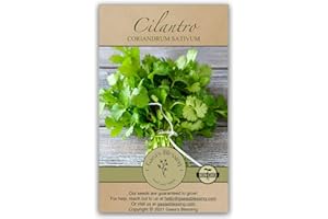 Gaea's Blessing Seeds - Cilantro Seeds - Leisure - Non-GMO Heirloom Seeds with Easy to Follow Instructions - 90% Germination Rate