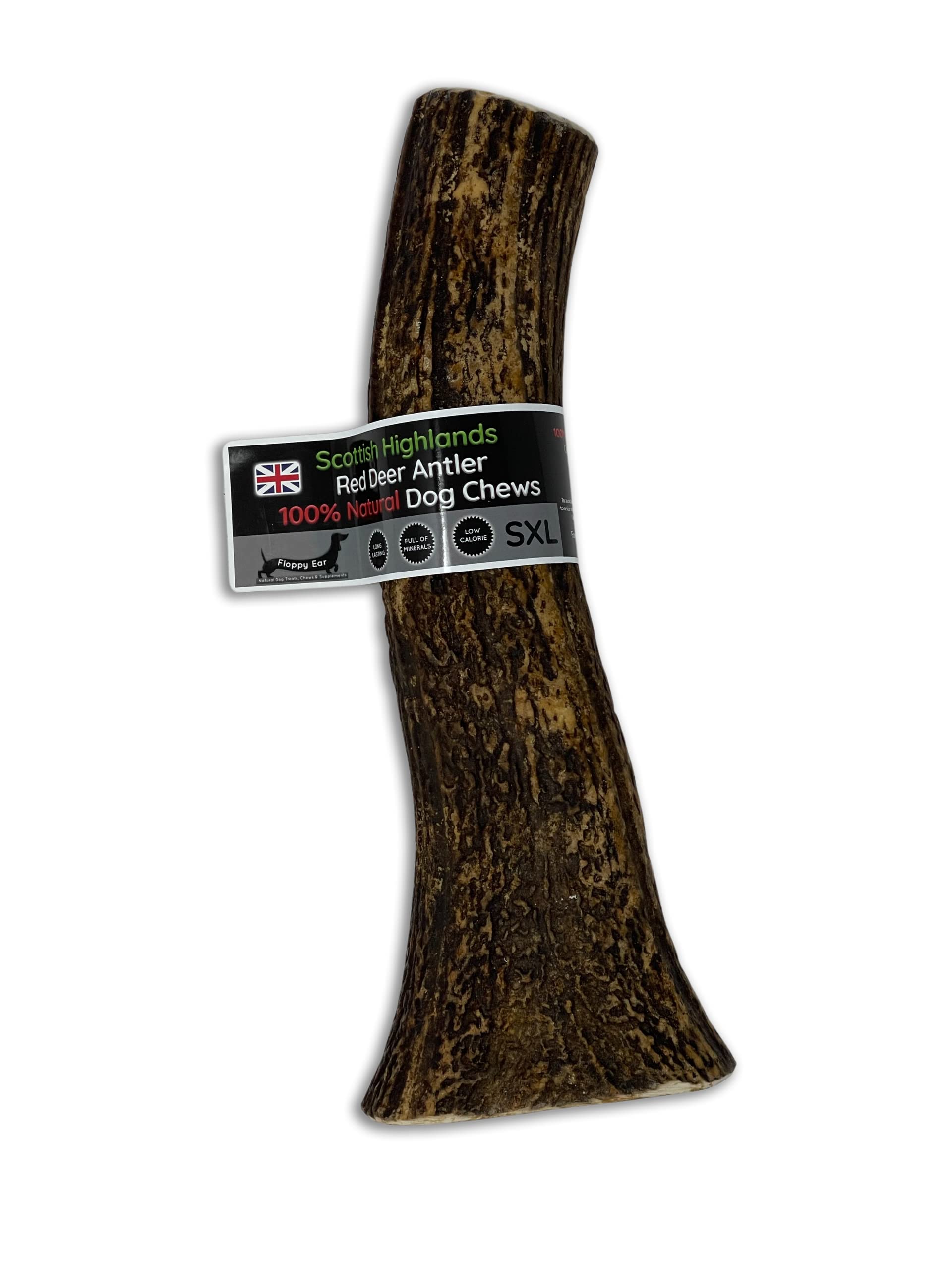 Scottish Deer Antler Dog Chews - Naturally Shed, Long Lasting, 100% Natural… (Deer Antler Chew SXL 350-450g)
