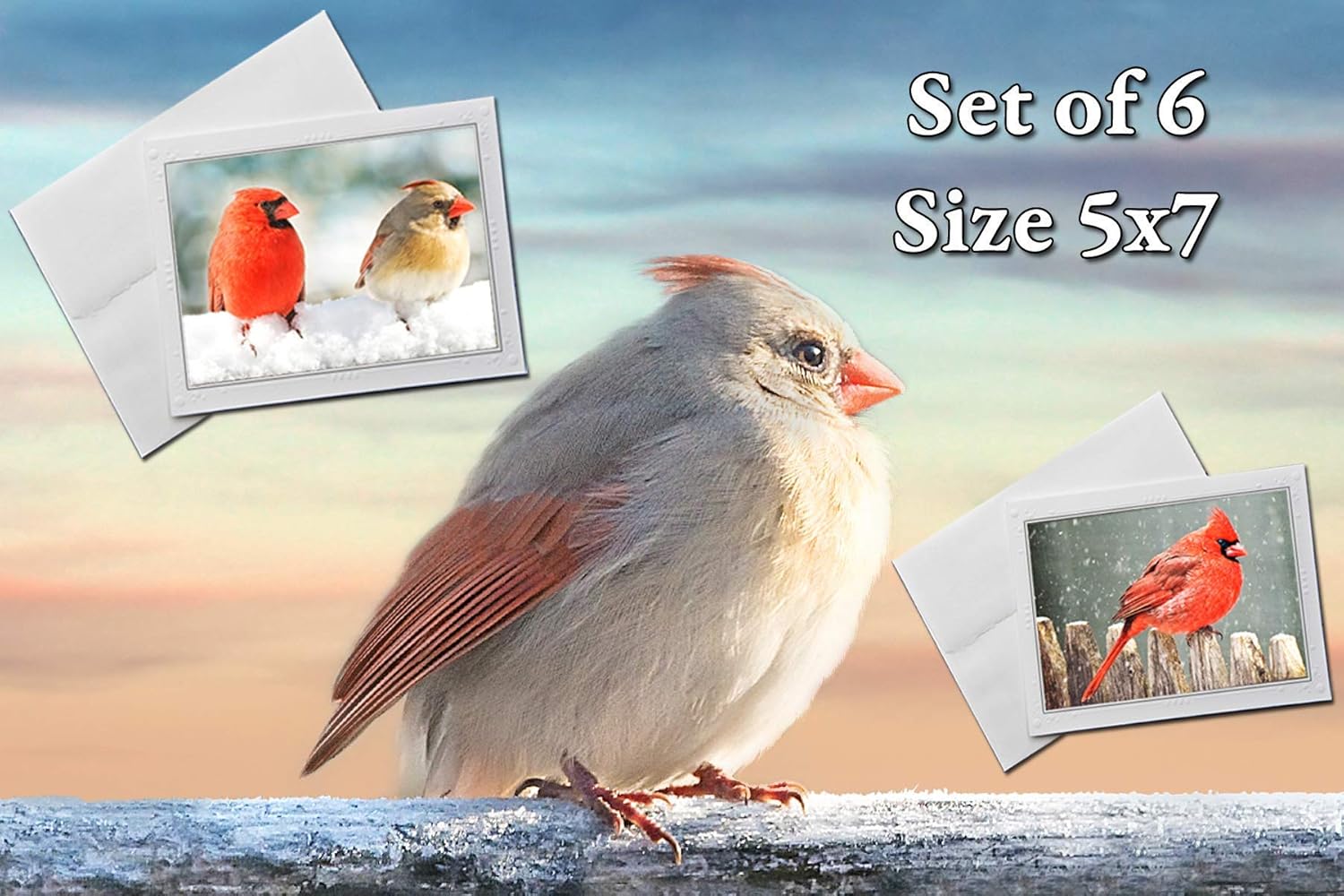 Amazon Com Cardinal Bird Photo Blank Greeting Cards Set Of 6