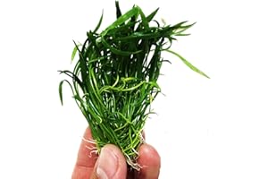 PLANTEREST – Micro Sword Clump Easy Carpet Live Aquarium Plant Decorations BUY2GET1FREE