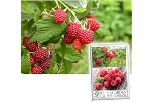 Red Raspberry Seeds (European Raspberry, Framboise), 100 Heirloom Seeds Per Packet, (Isla's Garden Seeds), Non GMO Seeds, Botanical Name: Rubus idaeus
