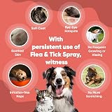 animigo Flea Spray for Home Dogs & Cats 500ml Lick-Safe Fast-Acting view 4