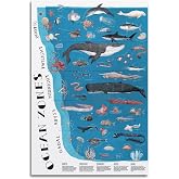 ZHAOYZZY The Layers Ocean Zones Poster Science Posters for Classroom Painting Canvas Wall Posters Art Picture Print Modern Family Decor Posters 12x18inch(30x45cm)