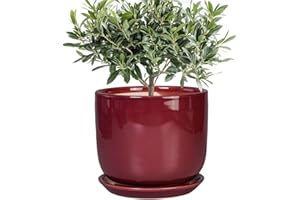 SUNPOTFOR Ceramic Flower Pot for Plants - Cylinder Modern 8 Inch Plant Pot Indoor with Drainage Hole and Saucer, Home Office 