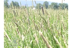 Climax Timothy Grass Seeds, 1 Pound by Seeds2Go