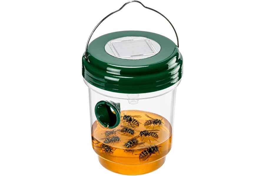 Trap for Wasp