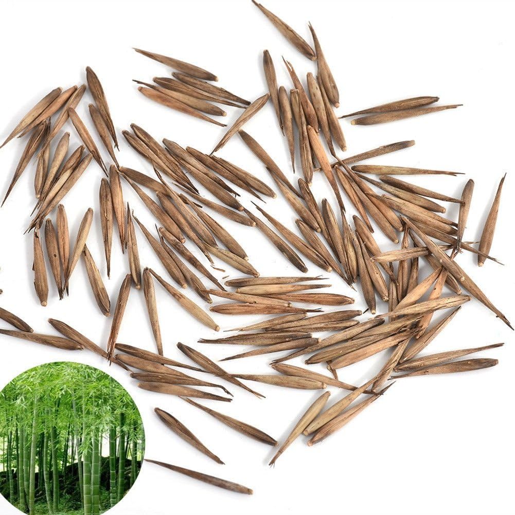 Bamboo Plant - Delaman Bamboo Seeds, 50 Pcs Phyllostachys Pubescens Moso-Bamboo Seed