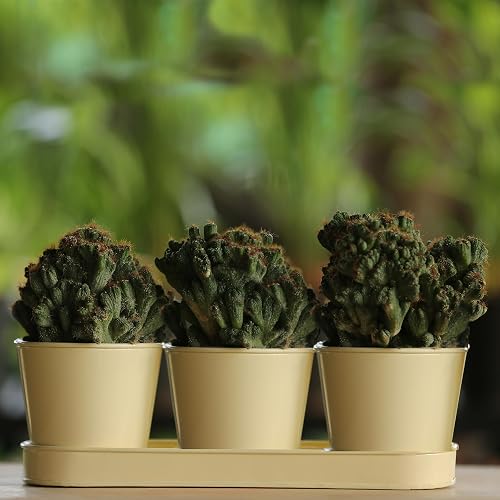 The Happy Garden Herb Pot Set with Tray – 3, Galvanised Planters for Herbs & Small Plants – 5" Diameter Pots with 12" Tray for Kitchen, Windowsill, Balcony Décor (Cream)
