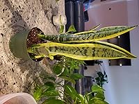 Review Image by Kimpossible W Kimpossible W