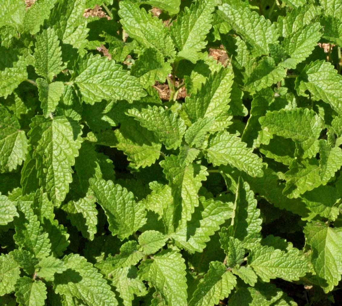 Lemon Balm Heirloom Herb Seeds - Grow for Honey Bees - Melissa officinalis - B314-350 Seeds or 1/4 Gram