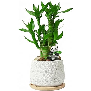 Amazon Best Sellers: Best Live Indoor Bamboo