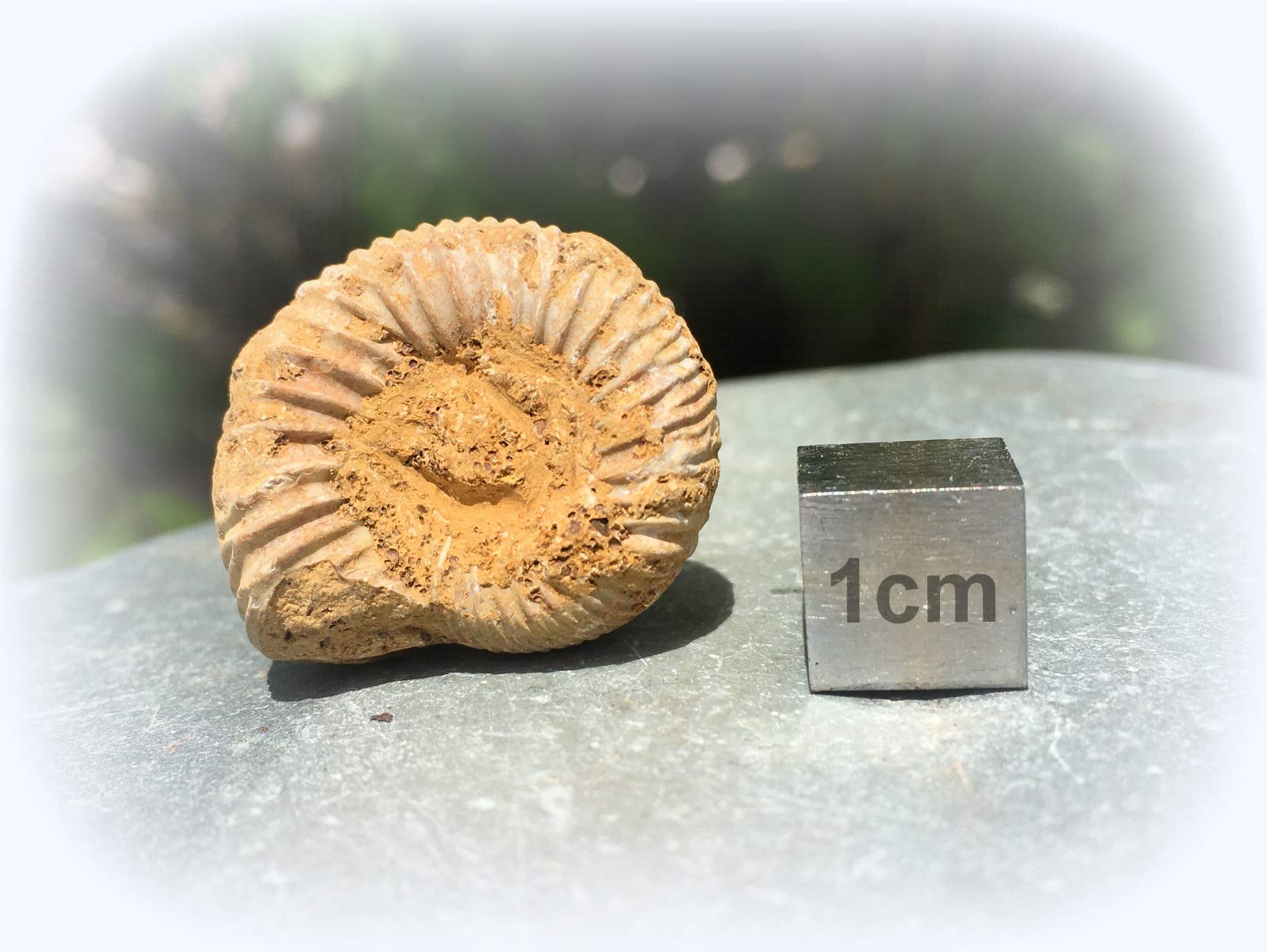 Small Ammonite Fossil: Buy Online in 