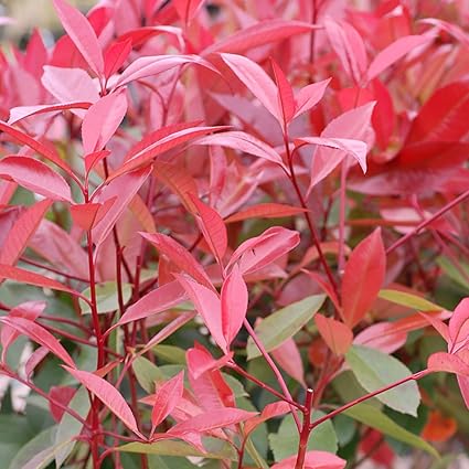 Photinia Red Robin Standard Tree Hardy Evergreen Garden Plant For