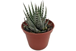 HIRT'S GARDENS Zebra Plant - Haworthia fasciata - Easy to Grow/Hard to Kill Succulent- 2.5" Pot