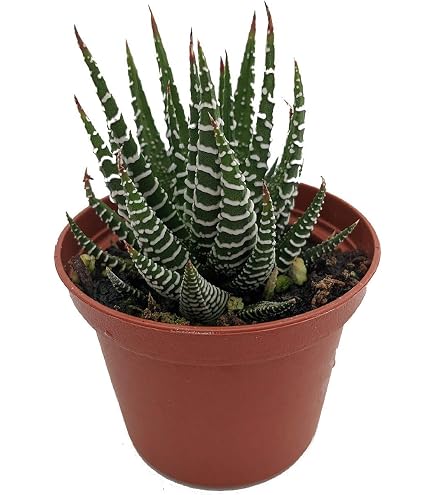 Amazon.com: Haworthia Attenuata, Zebra zebrina - Planta suculenta extica  rara, cactus de 4 pulgadas : Patio, Csped y Jardn