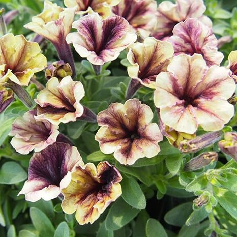 Amazon 花壇 ペチュニア 八ヶ岳サンライズ 2株セット ハンギング 花