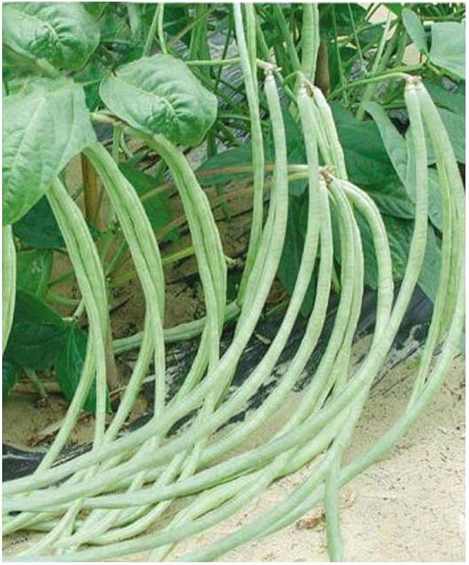 Dwarf Framless NonBracket Yardlong Bean Asparagus Bean 10g