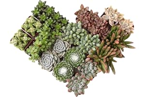 Altman Plants, Live Succulent Plants (20 Pack) Assorted Potted Succulents Plants Live House Plants in Cacti and Succulent Soil Mix, Cactus Plants Live Indoor Plants Live Houseplants in Planter Pots