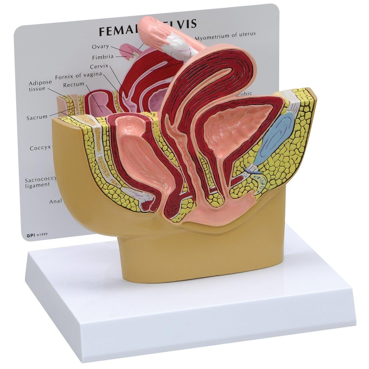 3B Scientific Female Pelvis Model