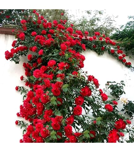 Amazon.com : 100Pcs Mix Climbing Rose Rosa Bush Vine Climber
