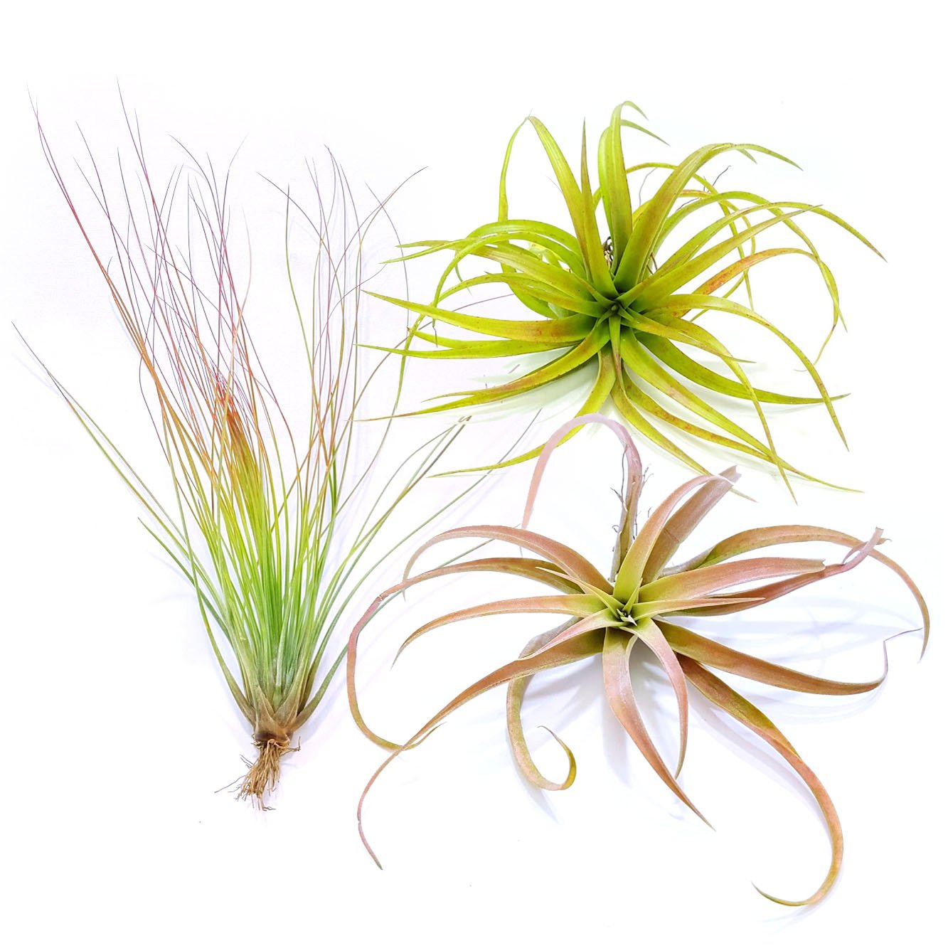 TDG The Drunken Gnome Tillandsia Air Plants