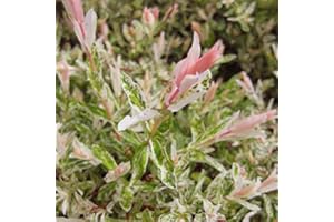 NEW LIFE NURSERY & GARDEN Hakuro Nishiki Dappled Willow Bush - Quart Pot