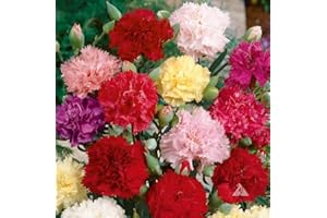 ZELLAJAKE FARM AND GARDEN Carnation, Clove 'Chabaud Mix' Seeds - Dianthus Caryophyllus - 500 Seeds, 1 Gram - B357