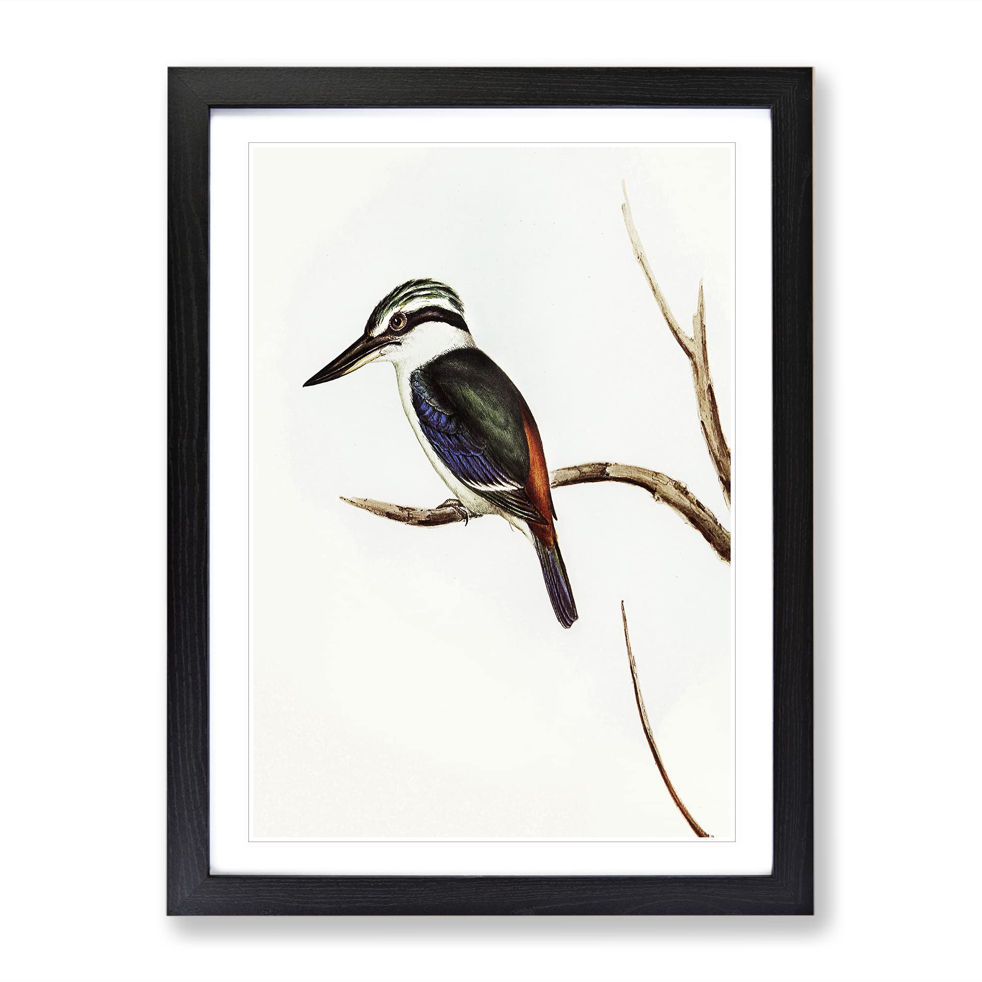 Halcyon Kingfisher By Elizabeth Gould Vintage Framed Wall Art Print, Ready to Hang Picture for Living Room Bedroom Home Office Décor, Black A4 (34 x 25 cm)