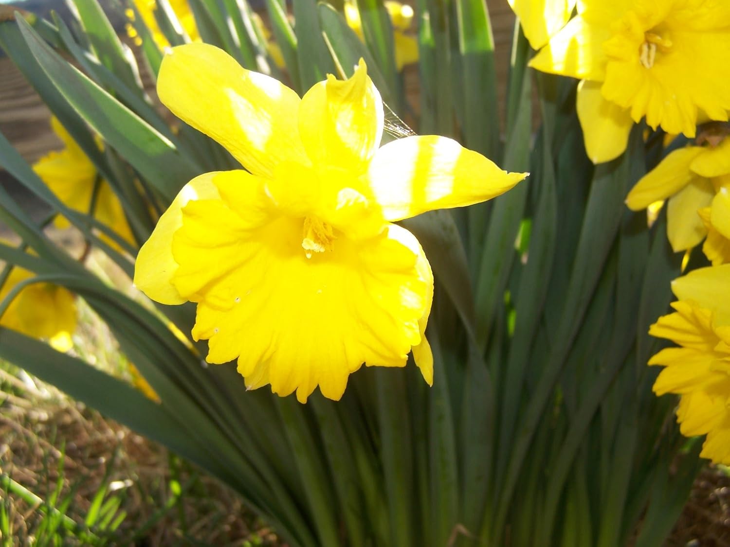 150 WILD YELLOW DAFFODIL BULBS Daffodil Plants Garden