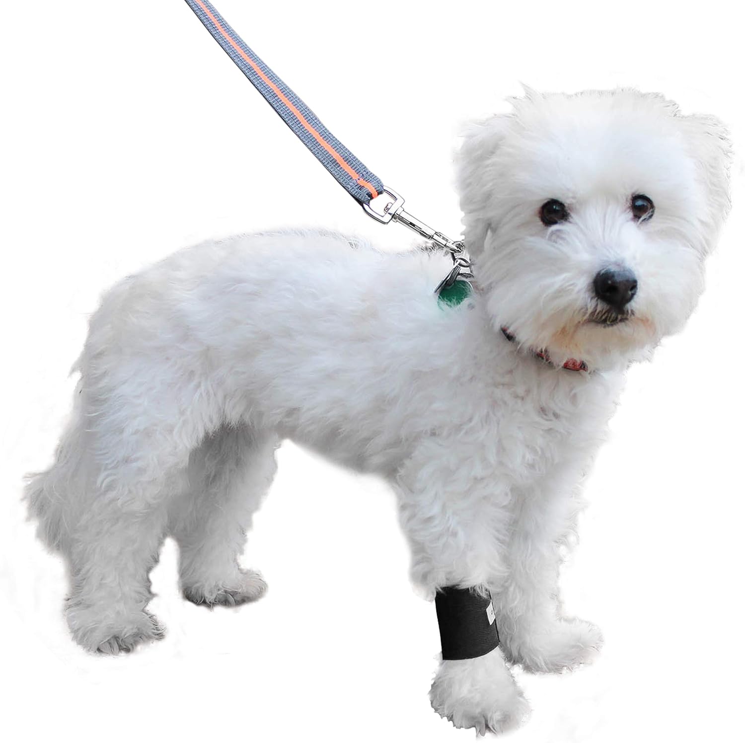 dog wrist brace