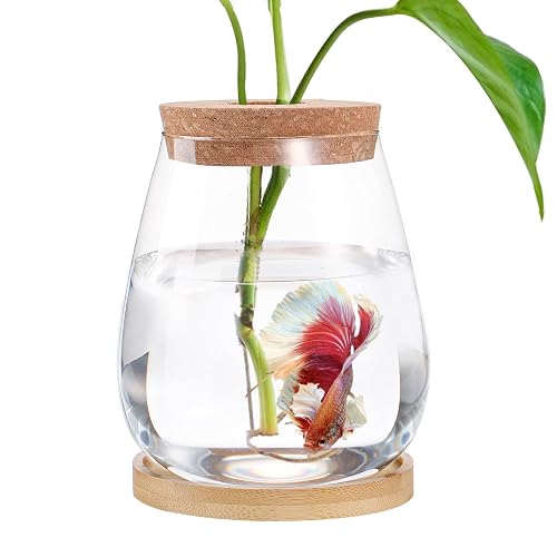 Betta Bowl Stands Betta Bowl Kits | Aqueon