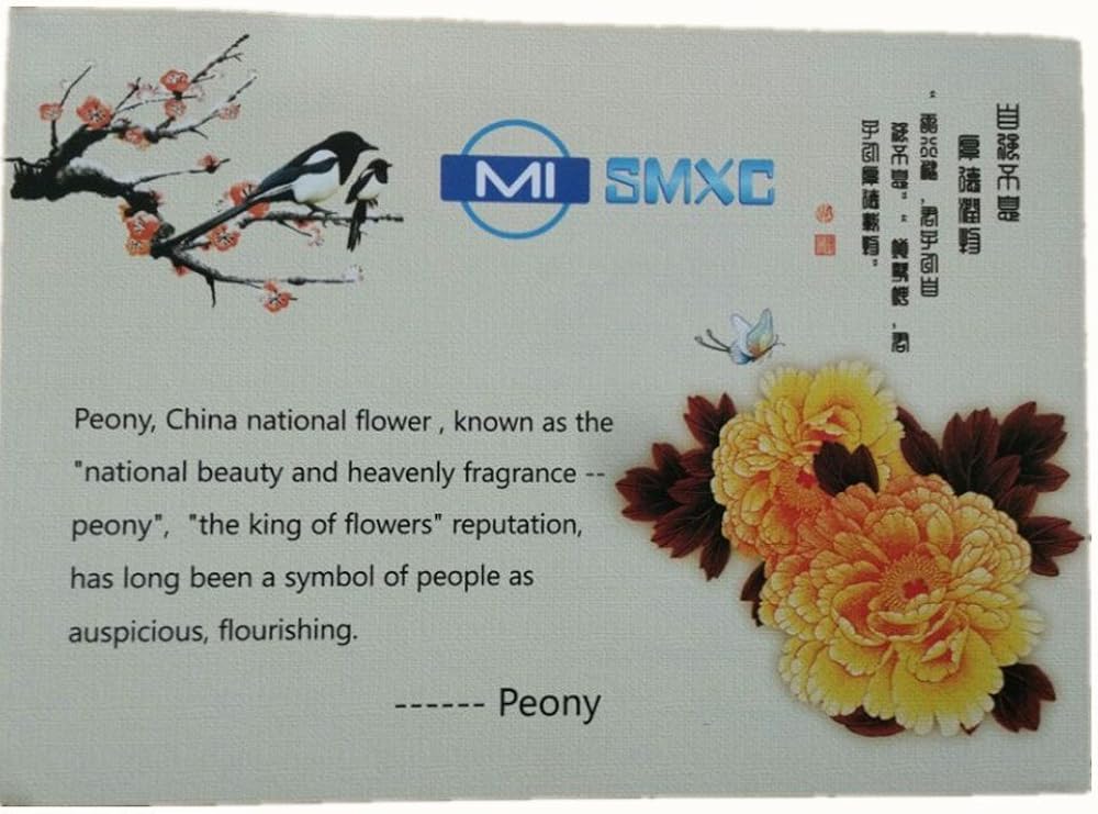 MISMXC Women's 3 Pieces Lace Garter Belt Stockings Sets with Butterfly Panty (Black): Clothing