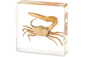 Hudirgo Taxidermy Fiddler Crab in Resin - Real Taxidermy Animals Have Unique Collection Significance, Oddities Gifts for Specimen Collector, Ocean Lover, Family or Friends (Fiddler Crab)